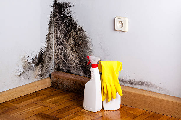 Best Crawl Space Mold Remediation in Pce, LA