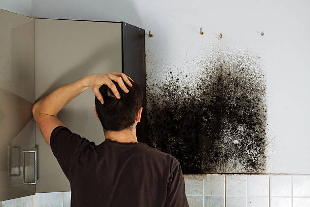 Best Post-Flood Mold Remediation in Pce, LA